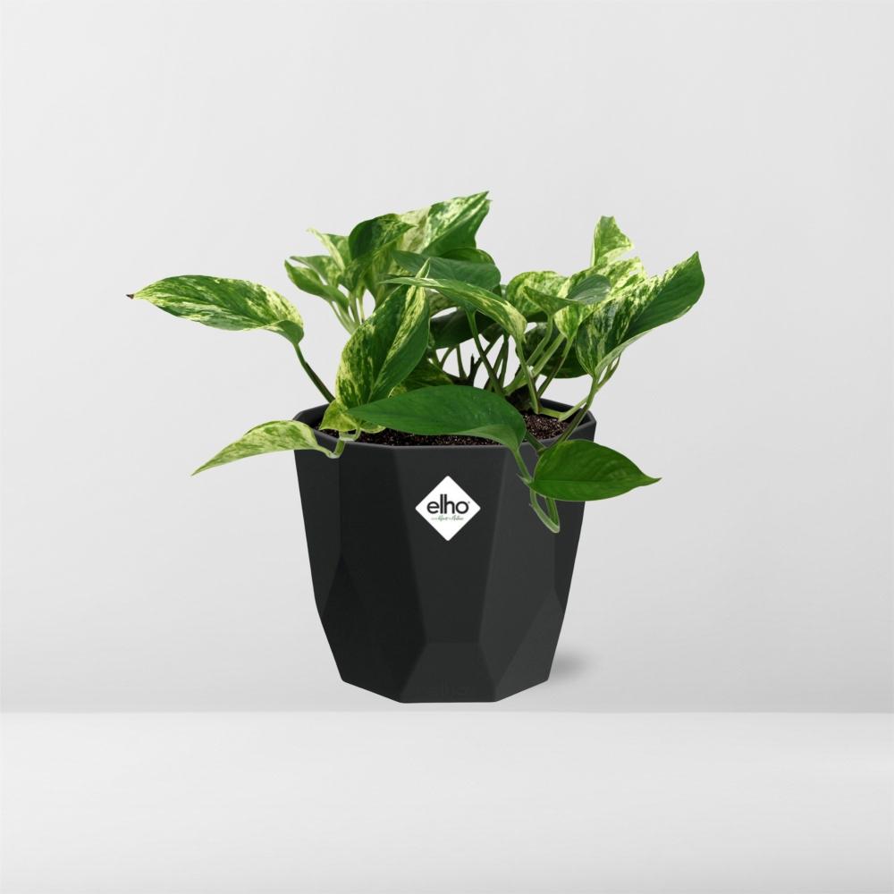 Scindapsus (Epipremnum) Marble Queen in 14cm b.for rock living black