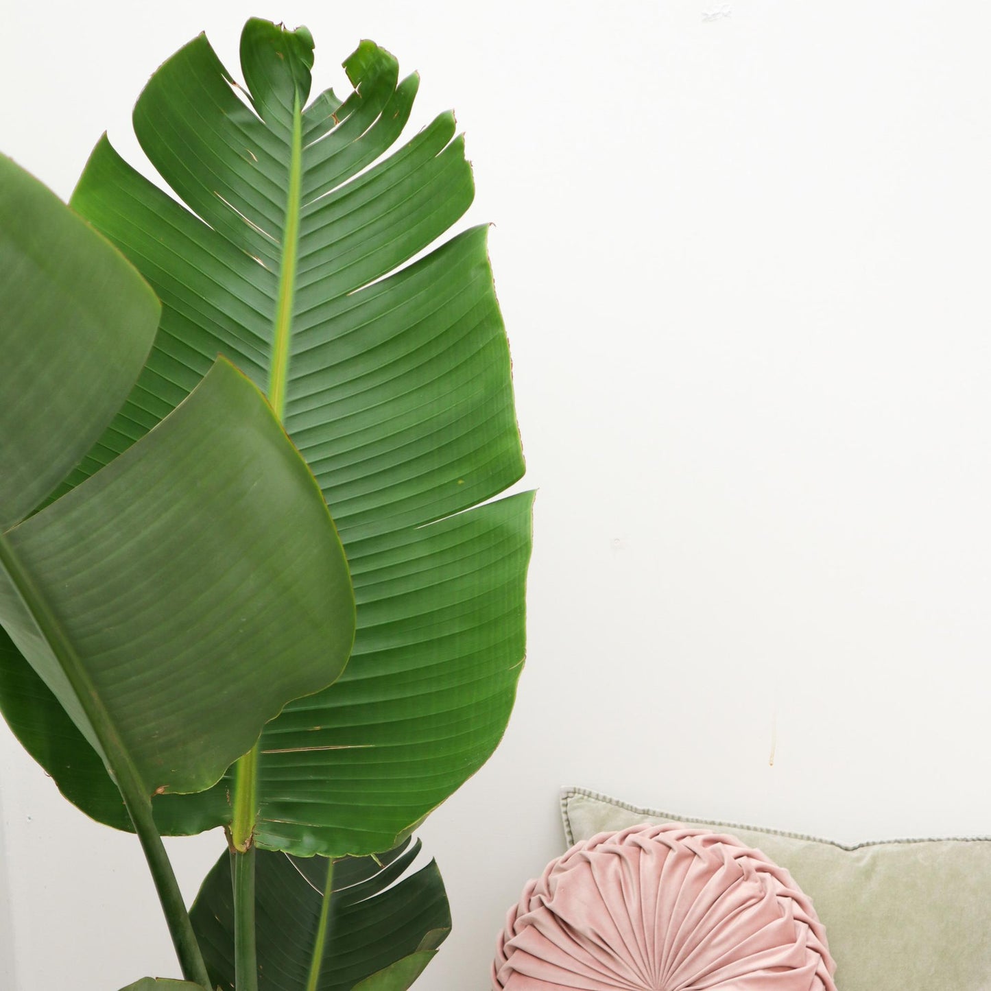 Weißer Paradiesvogel 180 cm – Strelitzia Augusta Zimmerpflanze
