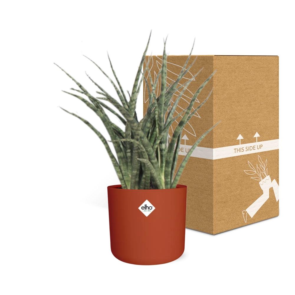 Sansevieria Fernwood Punk in ELHO b.for soft rond 14cm brique