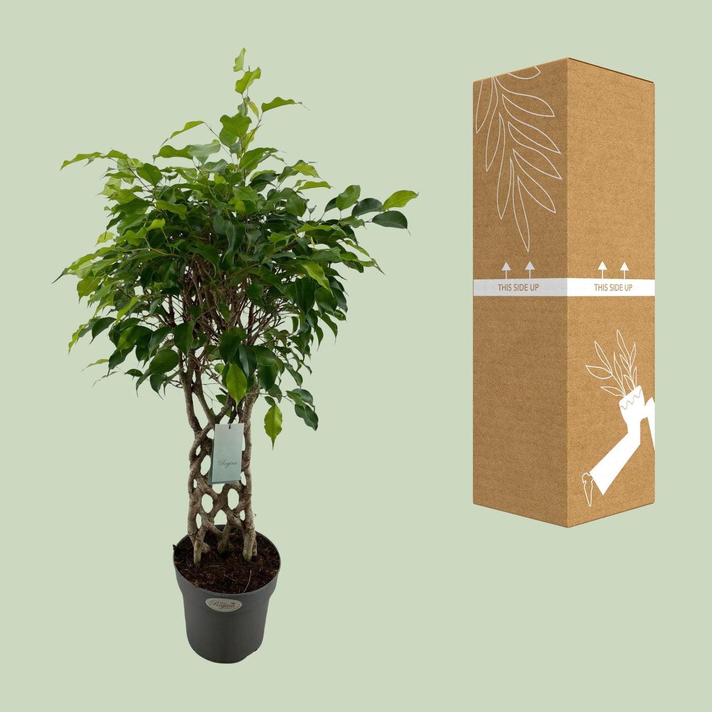 Ficus Benjamina Exotica matt - Ø24cm - ↕100cm