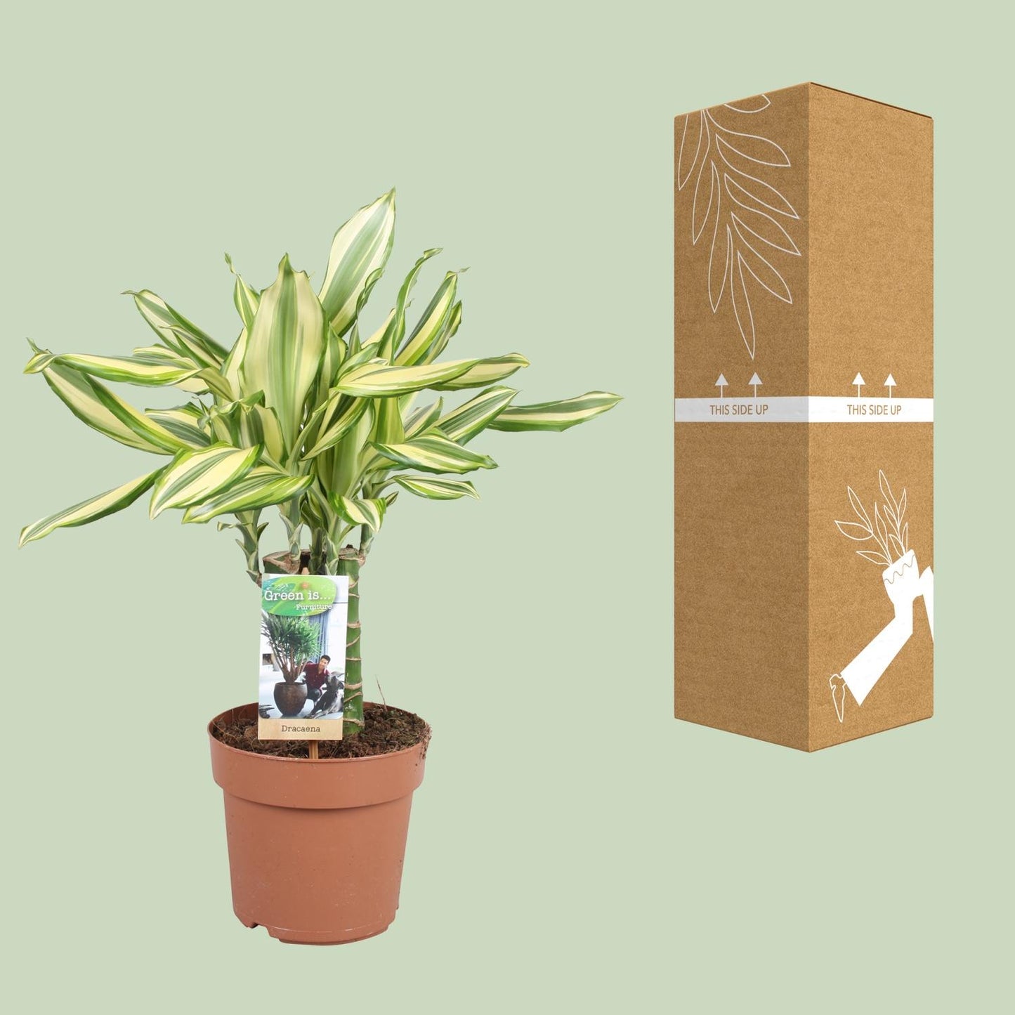 Dracaena Diamonddream - Ø17cm - ↕40cm