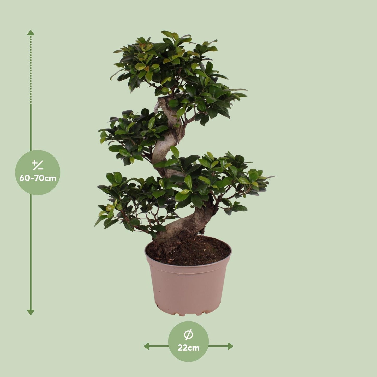 Ficus M. Ginseng - Ø22cm - ↕70cm