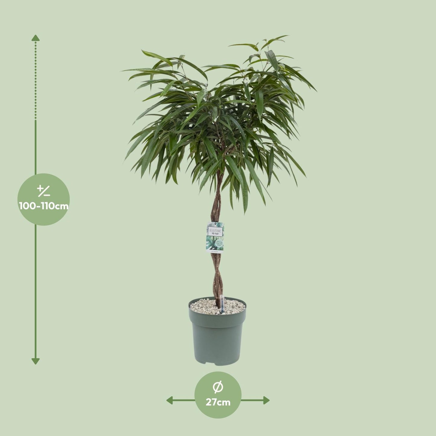 Ficus Mahori - Ø27cm - ↕120cm