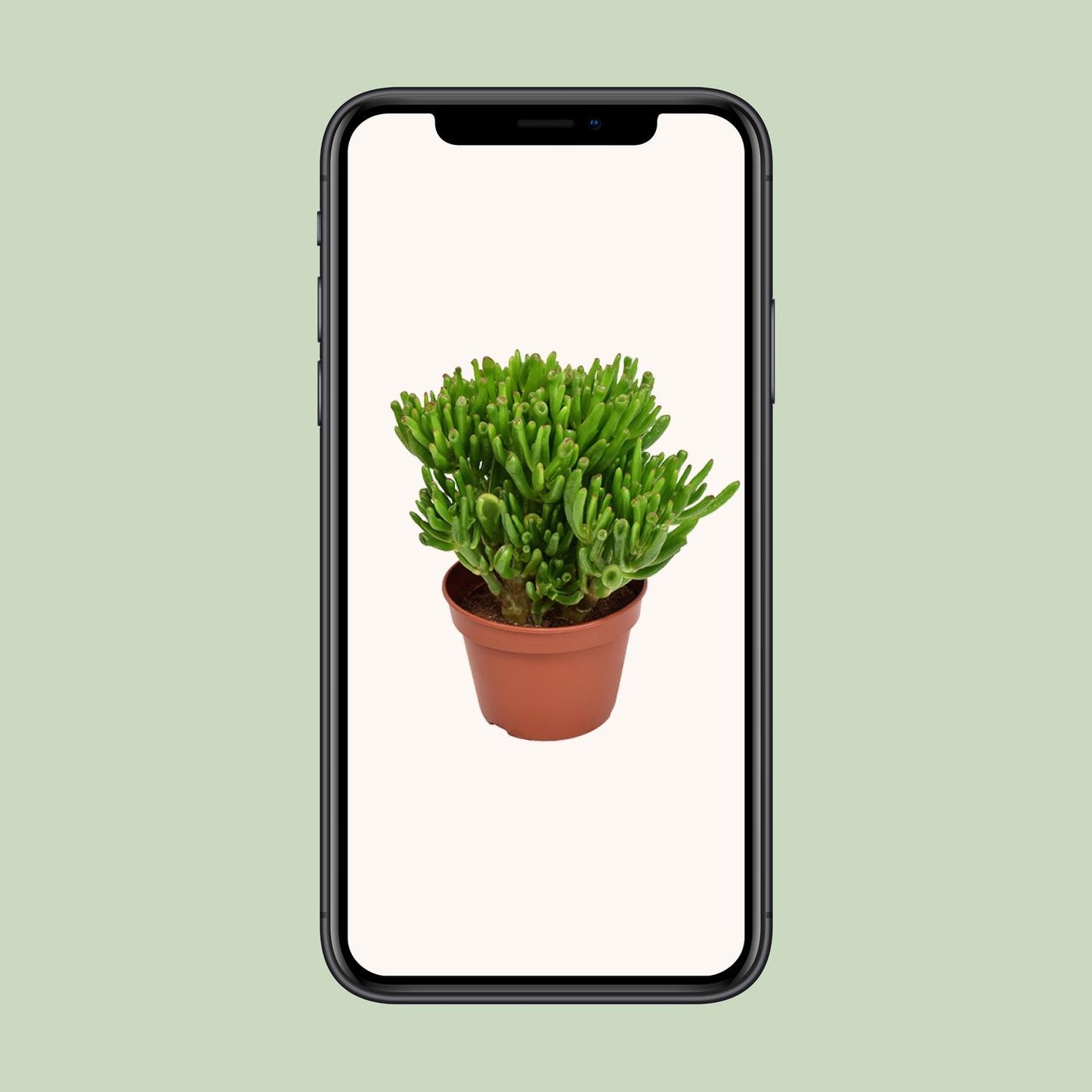 Crassula Hobbit - Ø15cm - ↕21cm