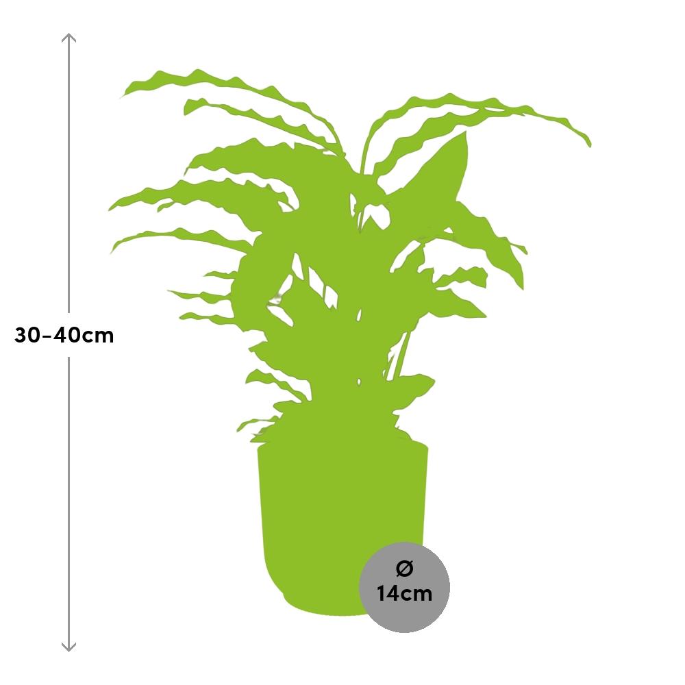 Calathea Rufibarba ‘Tropistar’ in ELHO Vibes Fold 14cm geel