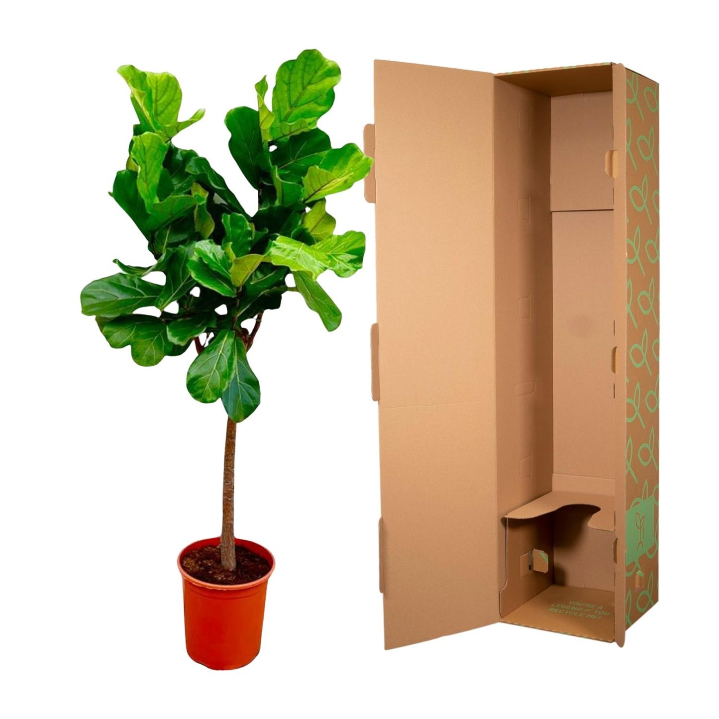 Geigenfeige Stamm 150 cm – Ficus lyrata elegant