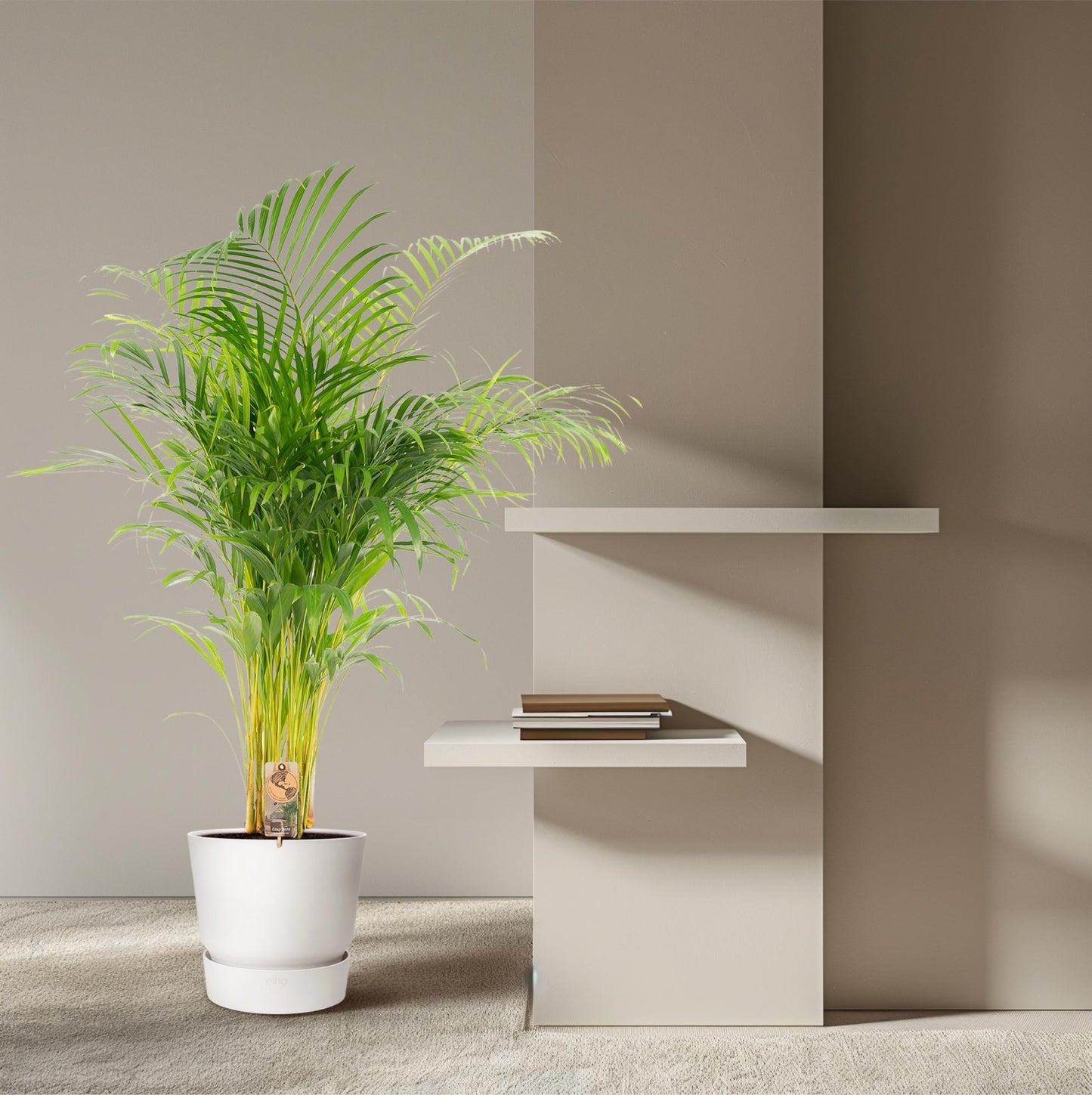 Goldfruchtpalme Areca Palme – 130 cm, luftreinigend