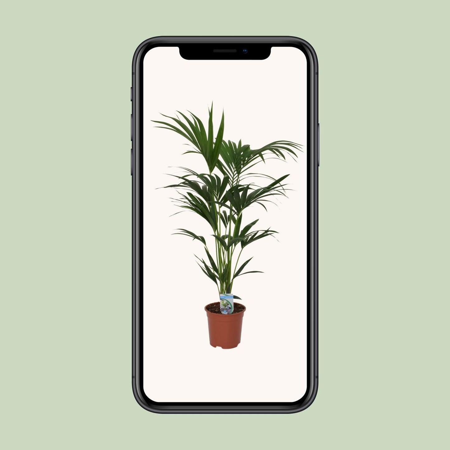 Howea forsteriana - Ø21cm - ↕120cm - Ø21 - ↨120cm