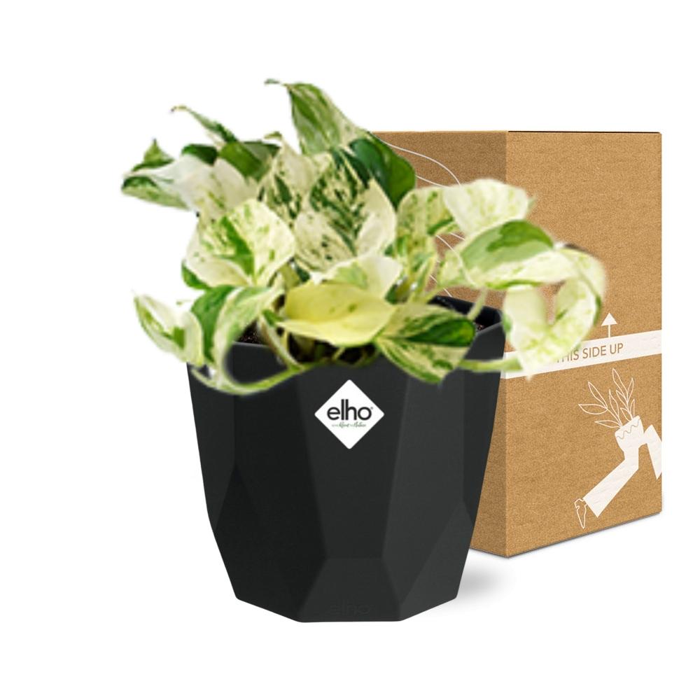Epipremnum Pinnatum Happy Leaf in 14cm b.for rock living black