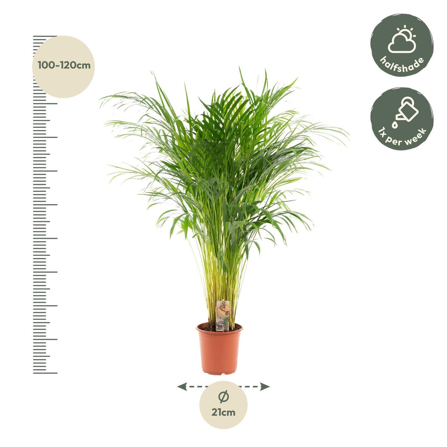 Goldfruchtpalme 110 cm – Tropisch & Pflegeleicht