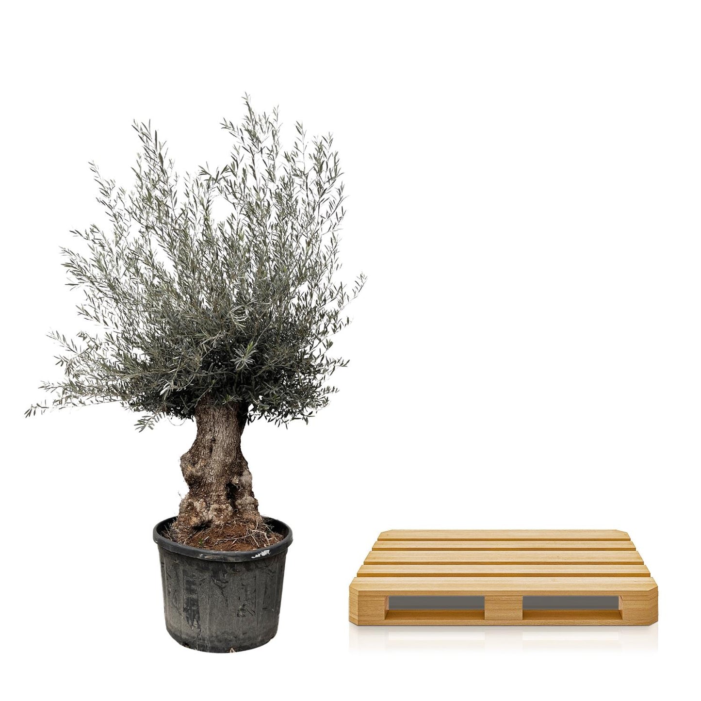 Olivenbaum Bonsai 270 cm – Mediterrane Eleganz