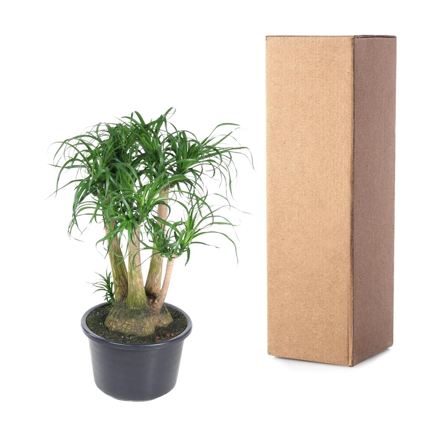 Elefantenfuß 110 cm – Exotische, pflegeleichte Zimmerpflanze