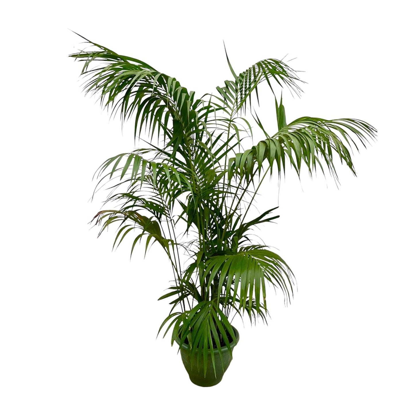 Kentia Palme XXL – Elegante Zimmerpflanze 260 cm