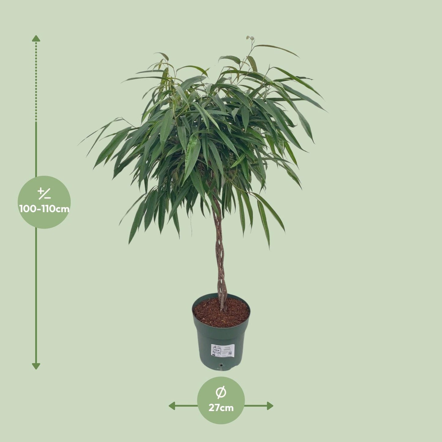 Ficus Mahori / Alii Gevlochten - Ø27cm - ↕110cm
