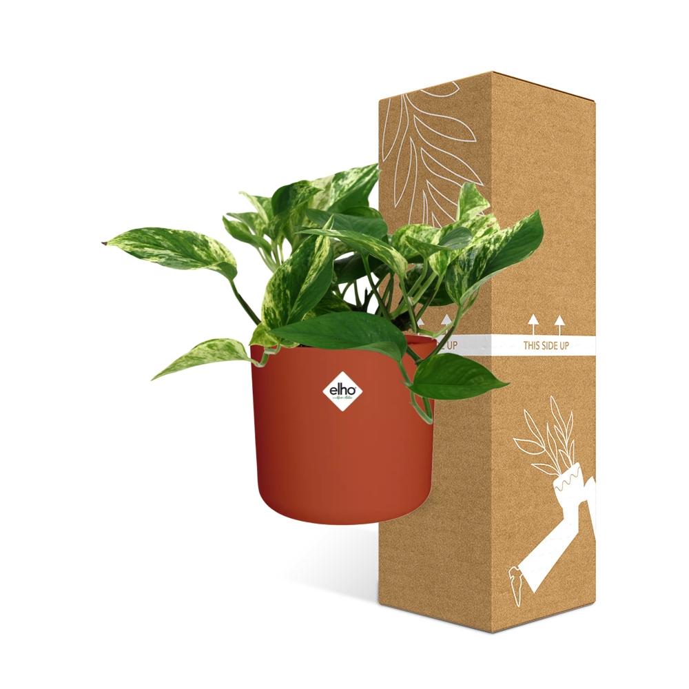 Scindapsus (Epipremnum) Marble Queen in ELHO b.for soft rond 14cm brique