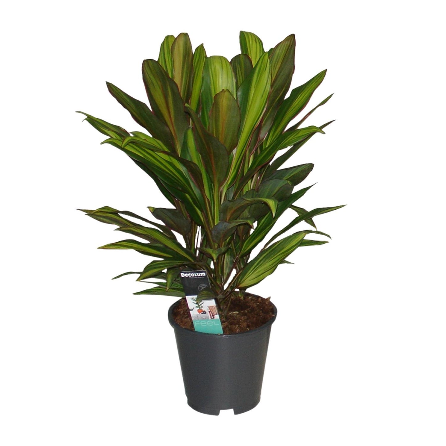 Cordyline Kiwi - Ø19cm - ↕55cm