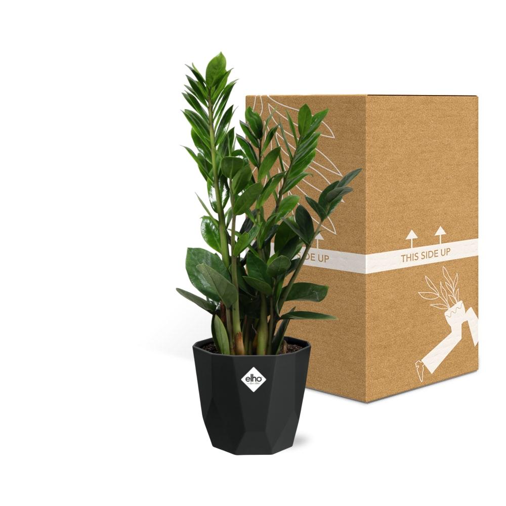 Zamioculcas – Hoogte 45-50 in 14cm b.for rock living black