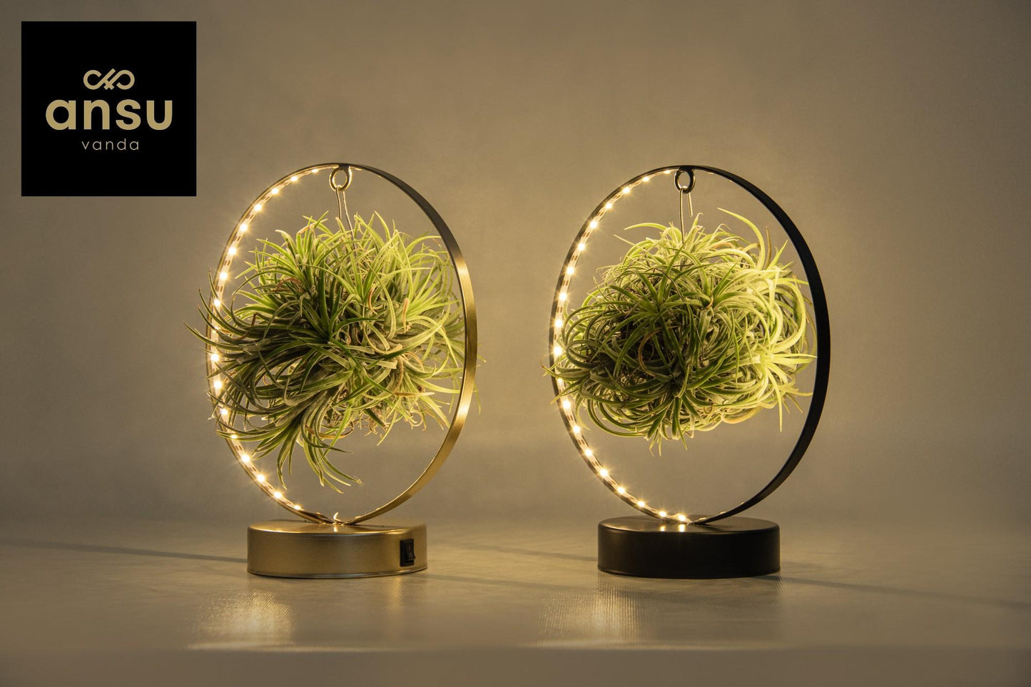Tillandsia Led Edition Mix - 2 Stücke - Ø11 cm - ↕23 cm