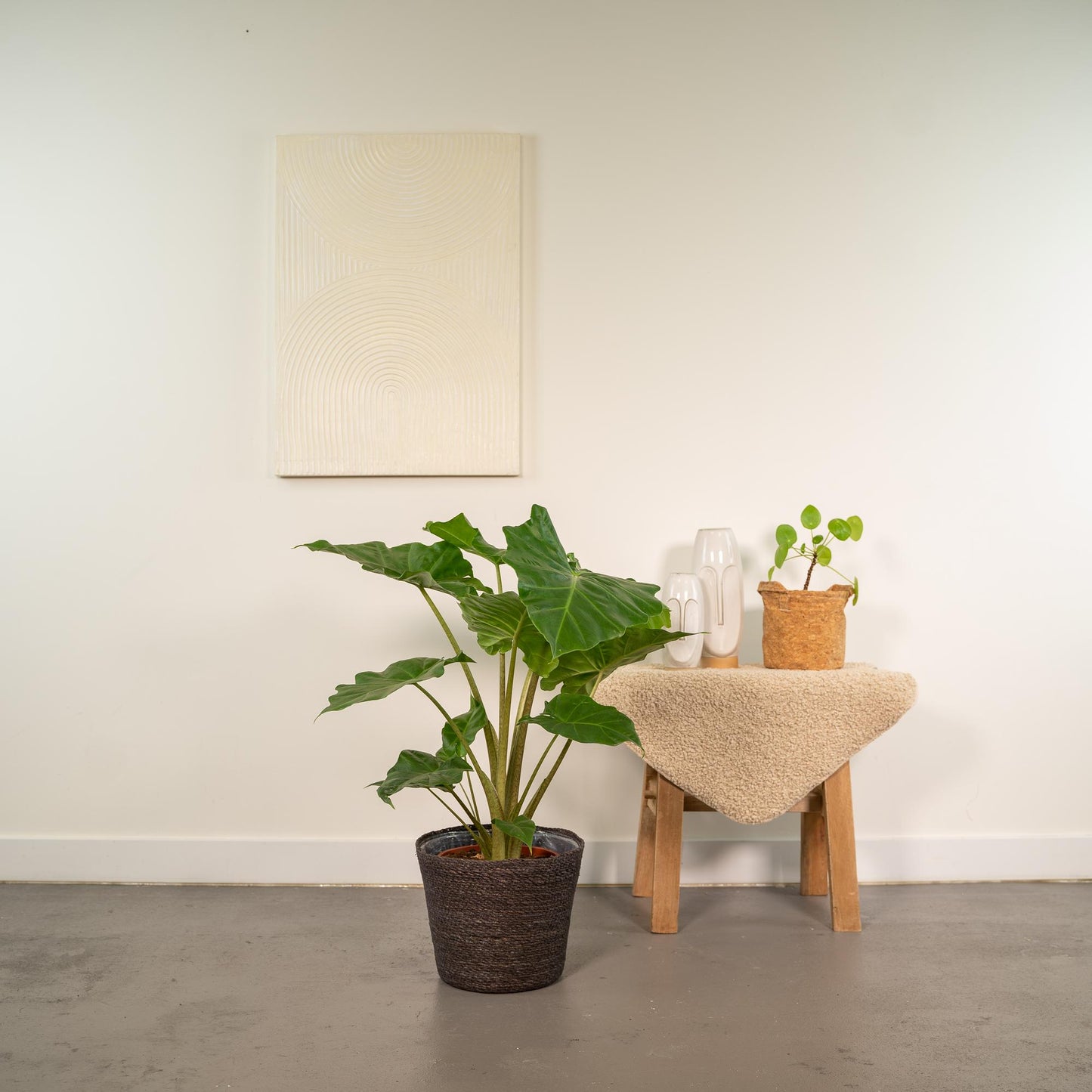 Alocasia Portodora - Ø21cm - ↕80cm + Korb Igmar