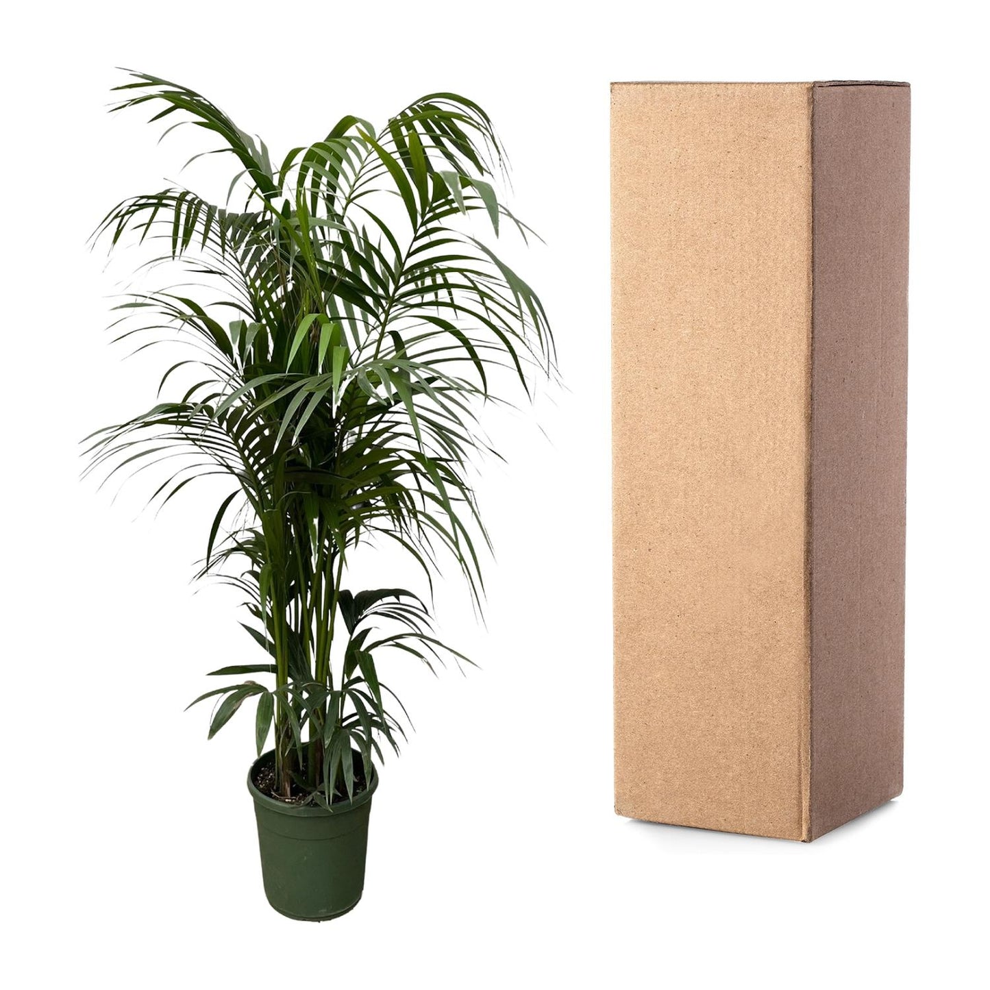 Kentia Palme 220 cm – Elegante, pflegeleichte Zimmerpflanze