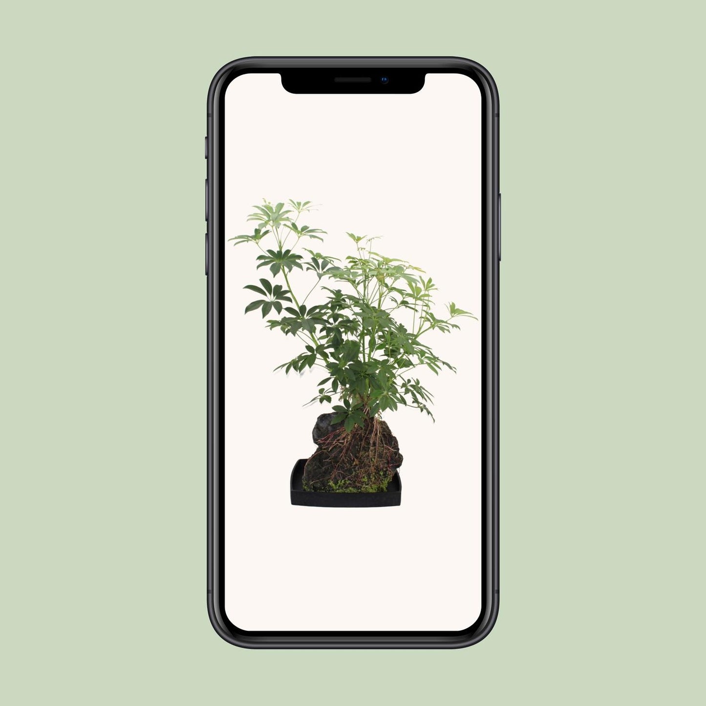 Schefflera Arboricola - Ø40cm - ↕80cm
