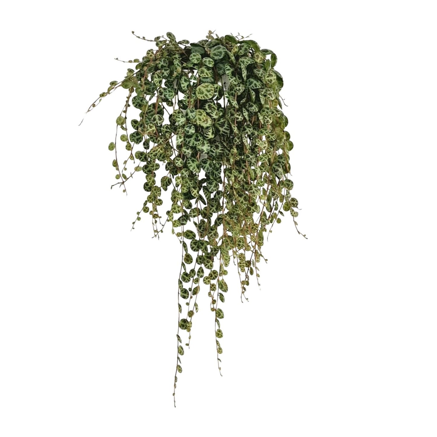 Peperomia Prostrata - Ø11cm - ↕20cm