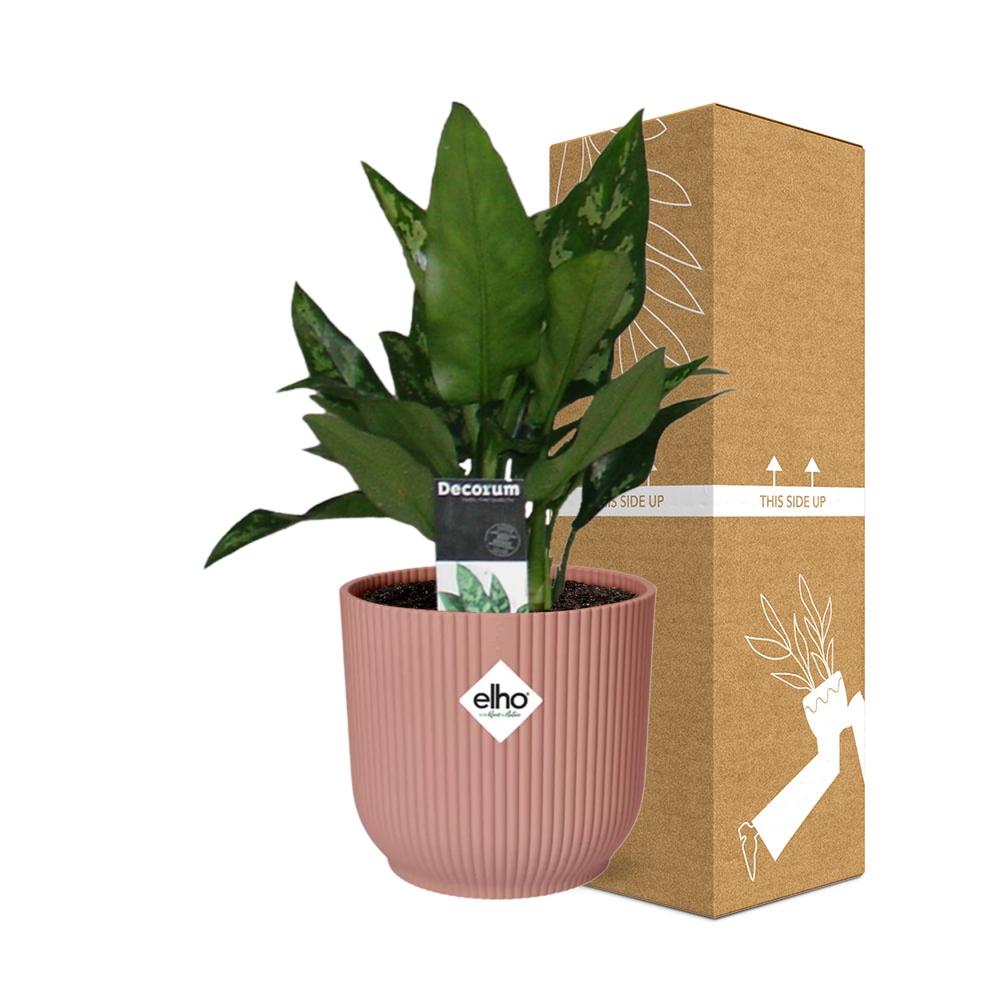 Aglaonema Maria in ELHO Vibes Fold 14cm roze