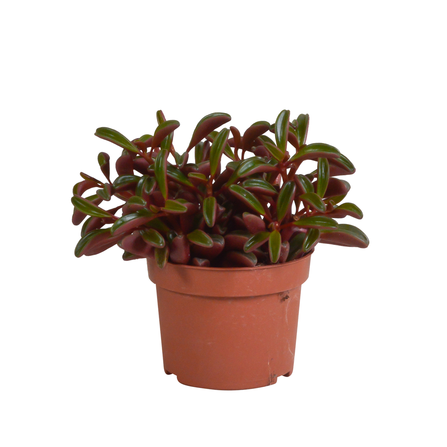Erbsenstrauch Rote Blätter – Peperomia graveolens