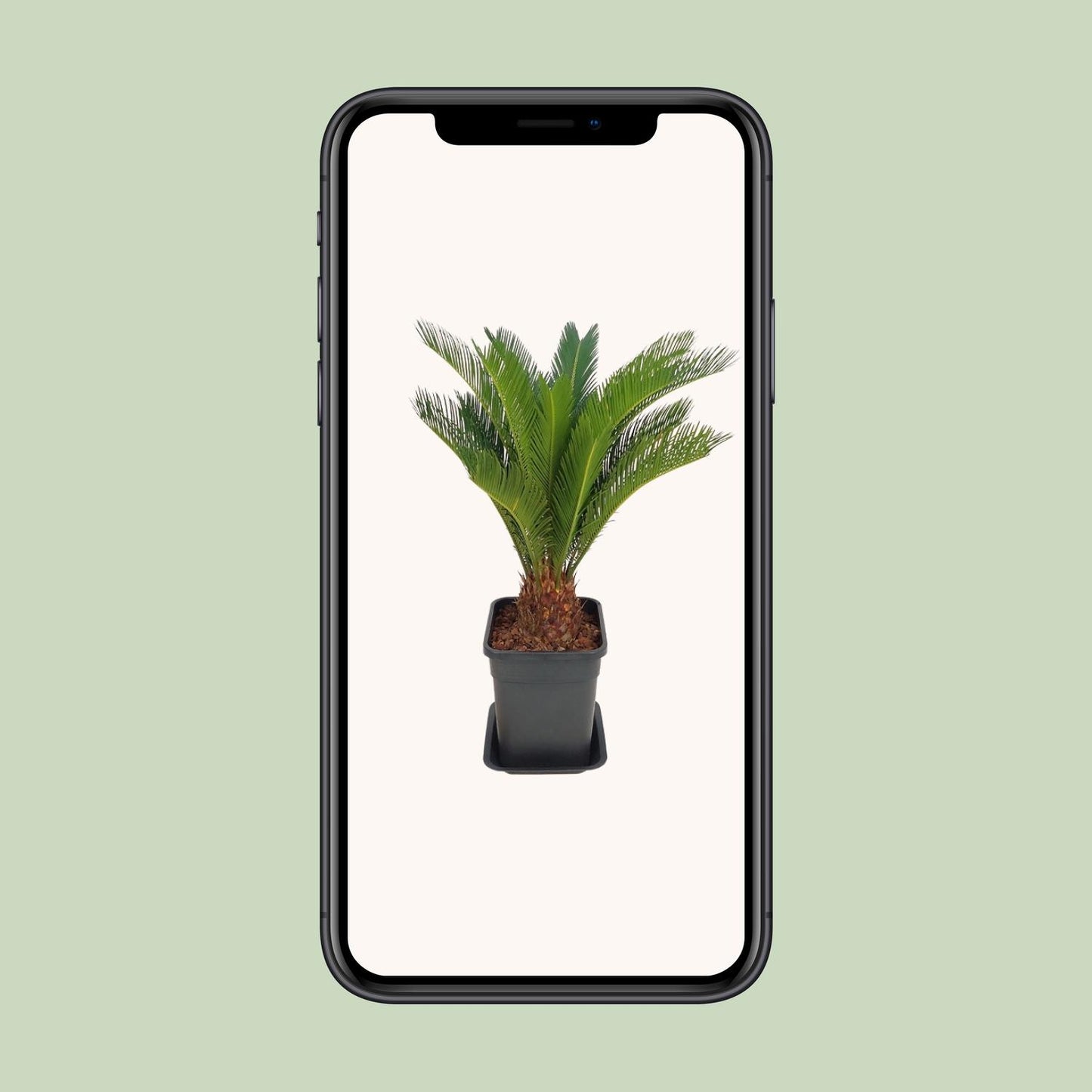 Cycas Revoluta - Ø21cm - ↕70cm