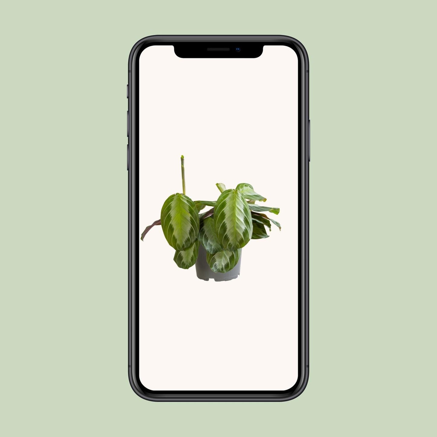Maranta Silver Band - Ø12cm - ↕30cm