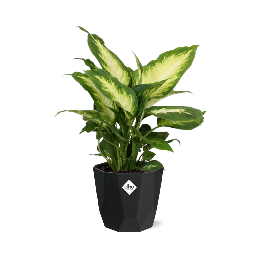 Dieffenbachia ‘Camilla’ in 14cm b.for rock living black