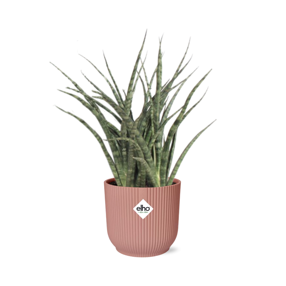 Sansevieria Fernwood Punk in ELHO Vibes Fold 14cm roze