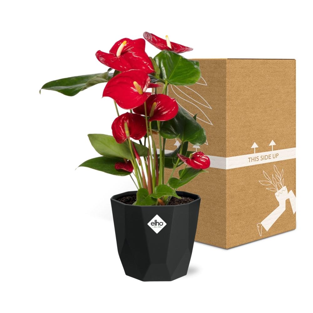 Anthurium Red 12cm in 14cm b.for rock living black