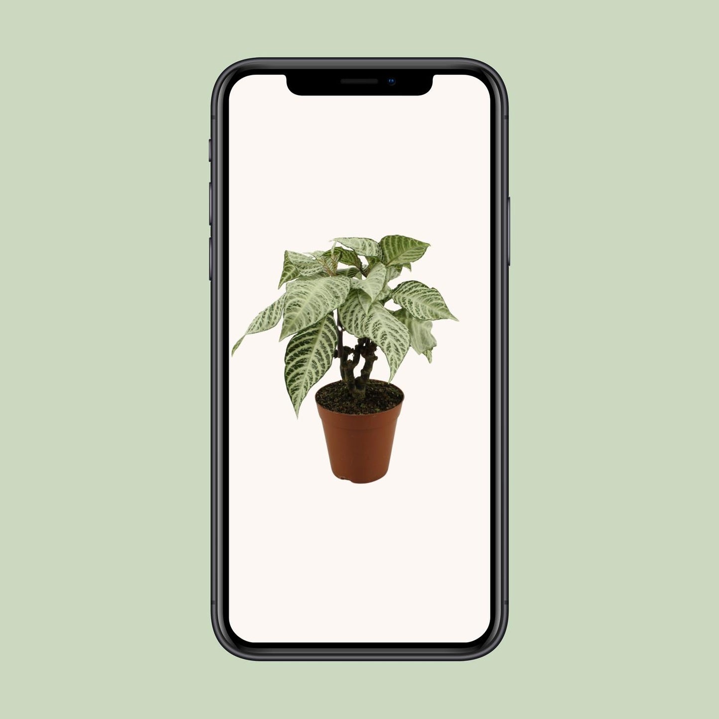 Aphelandra White Wash - Ø15cm - ↕50cm