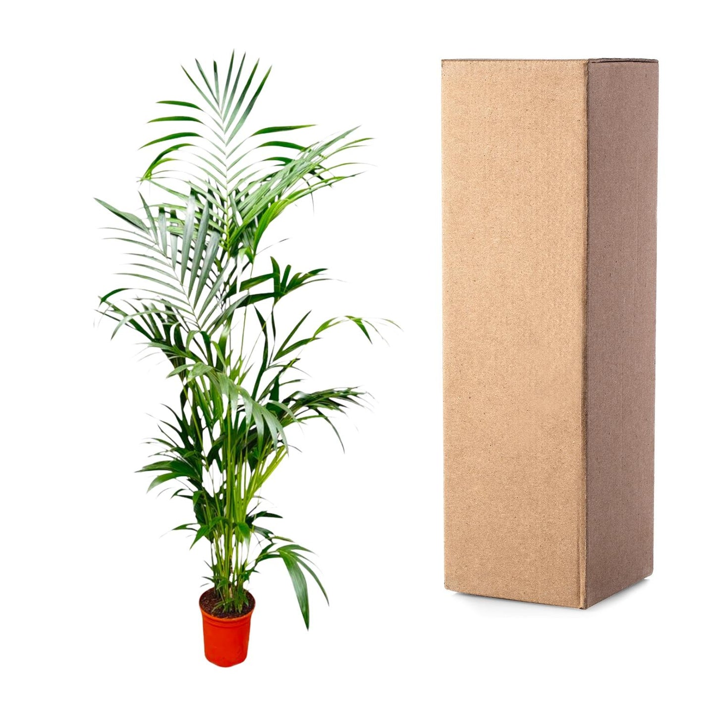 Kentia Palme 200 cm – Elegante, pflegeleichte Zimmerpflanze