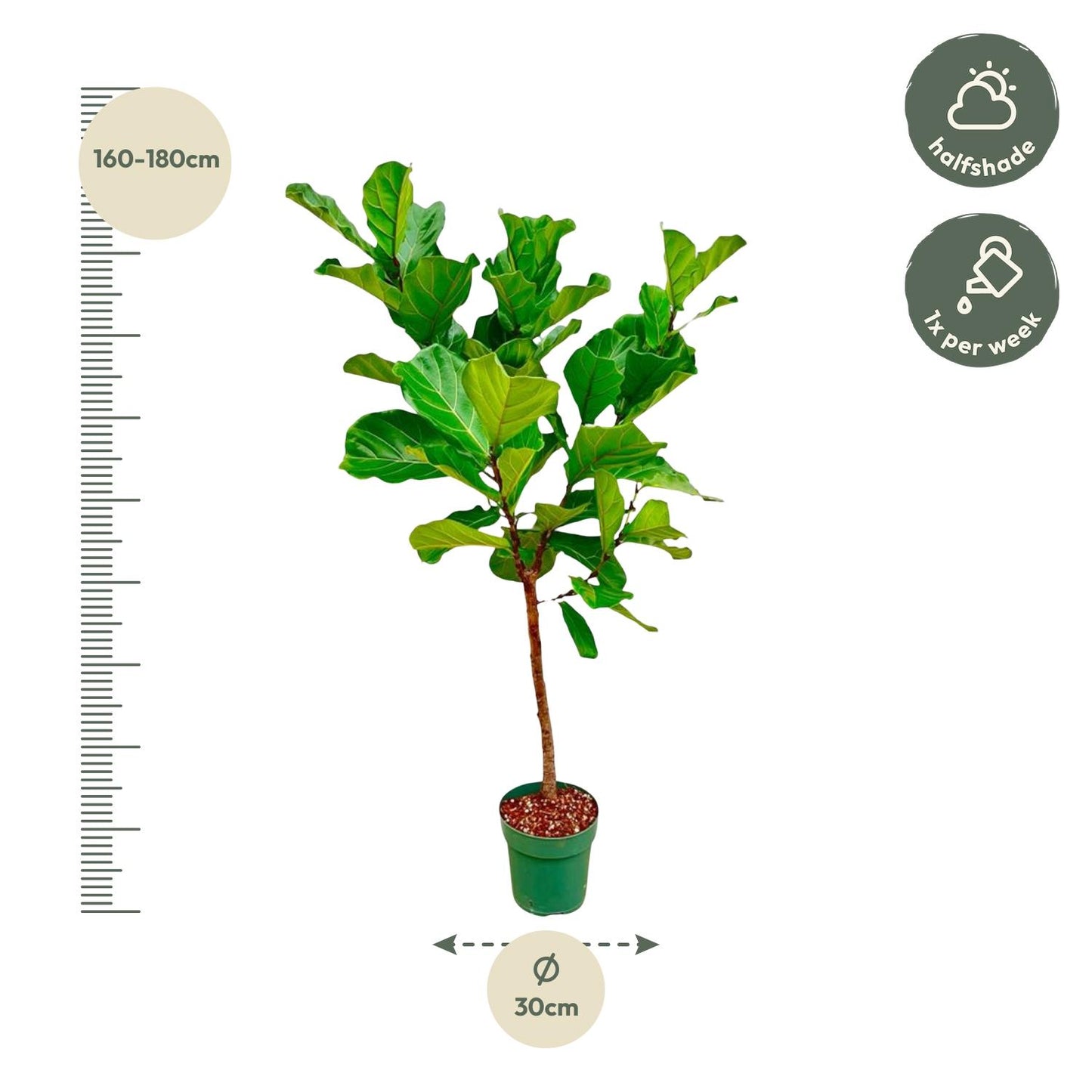Ficus Lyrata-Stamm - 170 cm - ⌀30