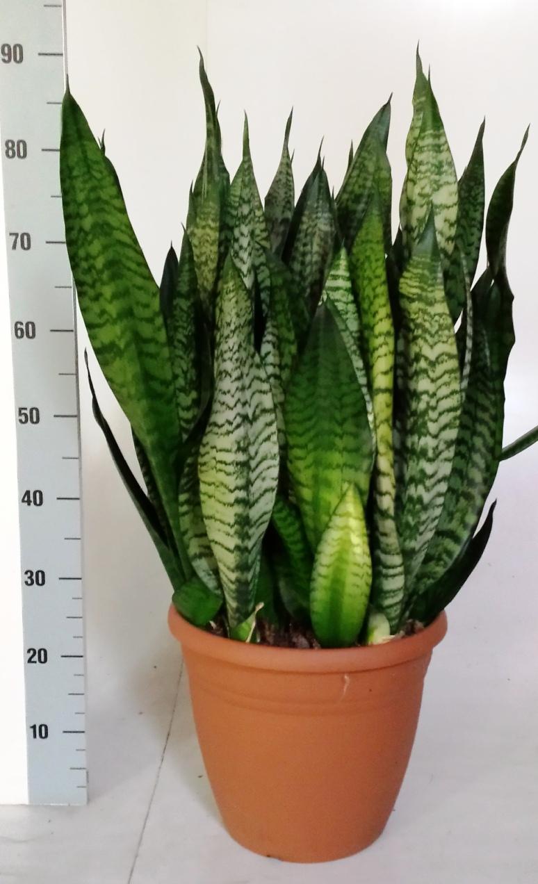 Sanseveria Black-Coral 31cm - Ø31cm - ↕75cm