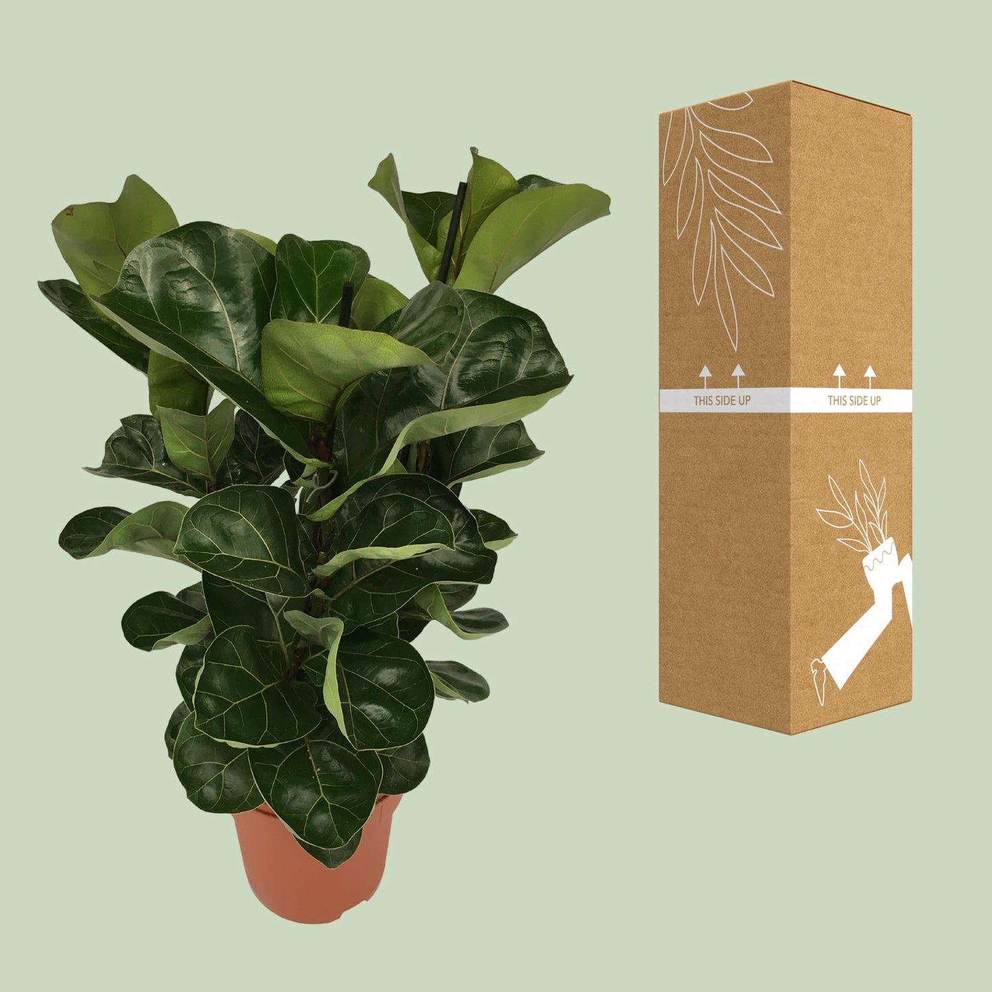Ficus Lyrata - Ø21cm - ↕80cm