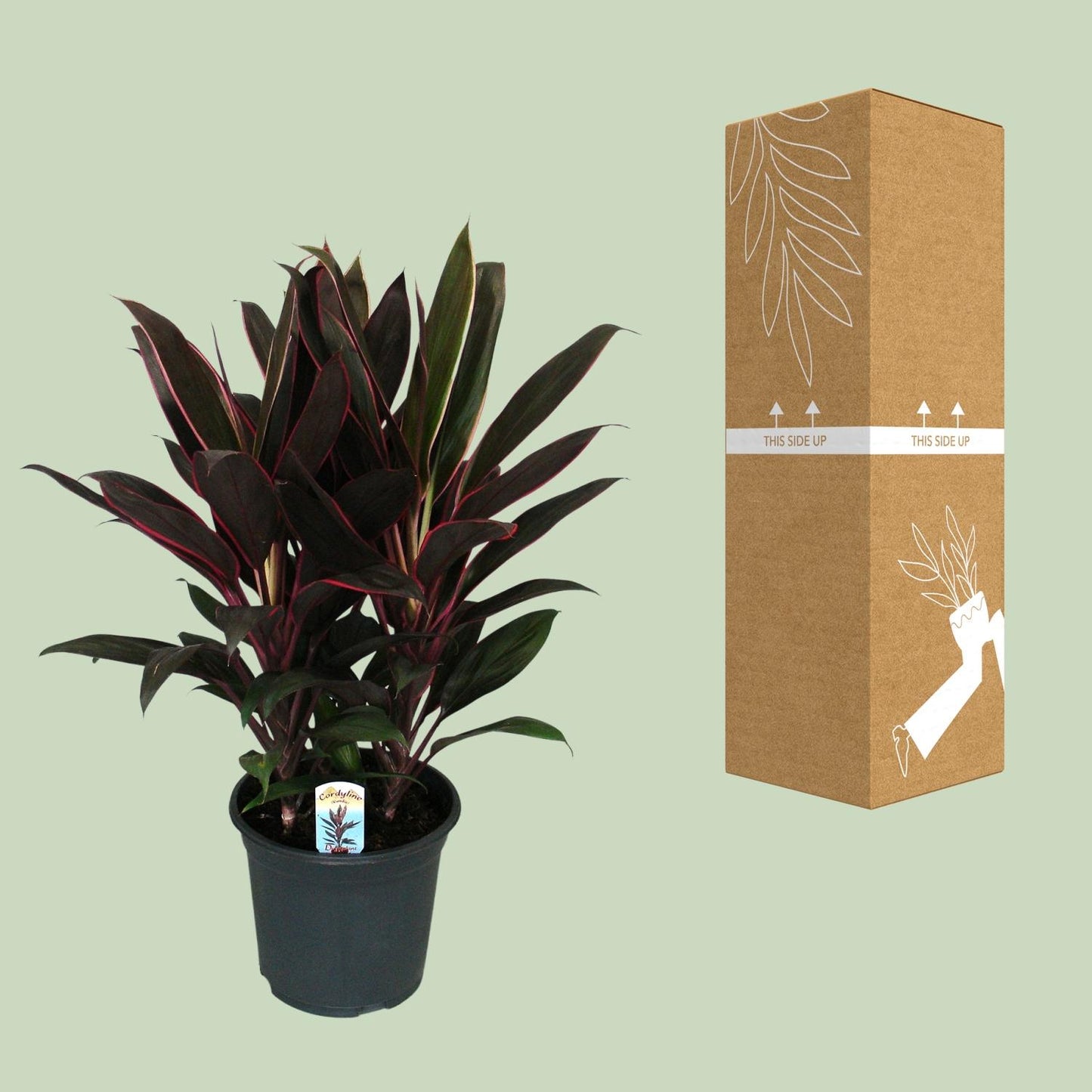 Cordyline Fruticosa Rumba - Ø19cm - ↕55cm