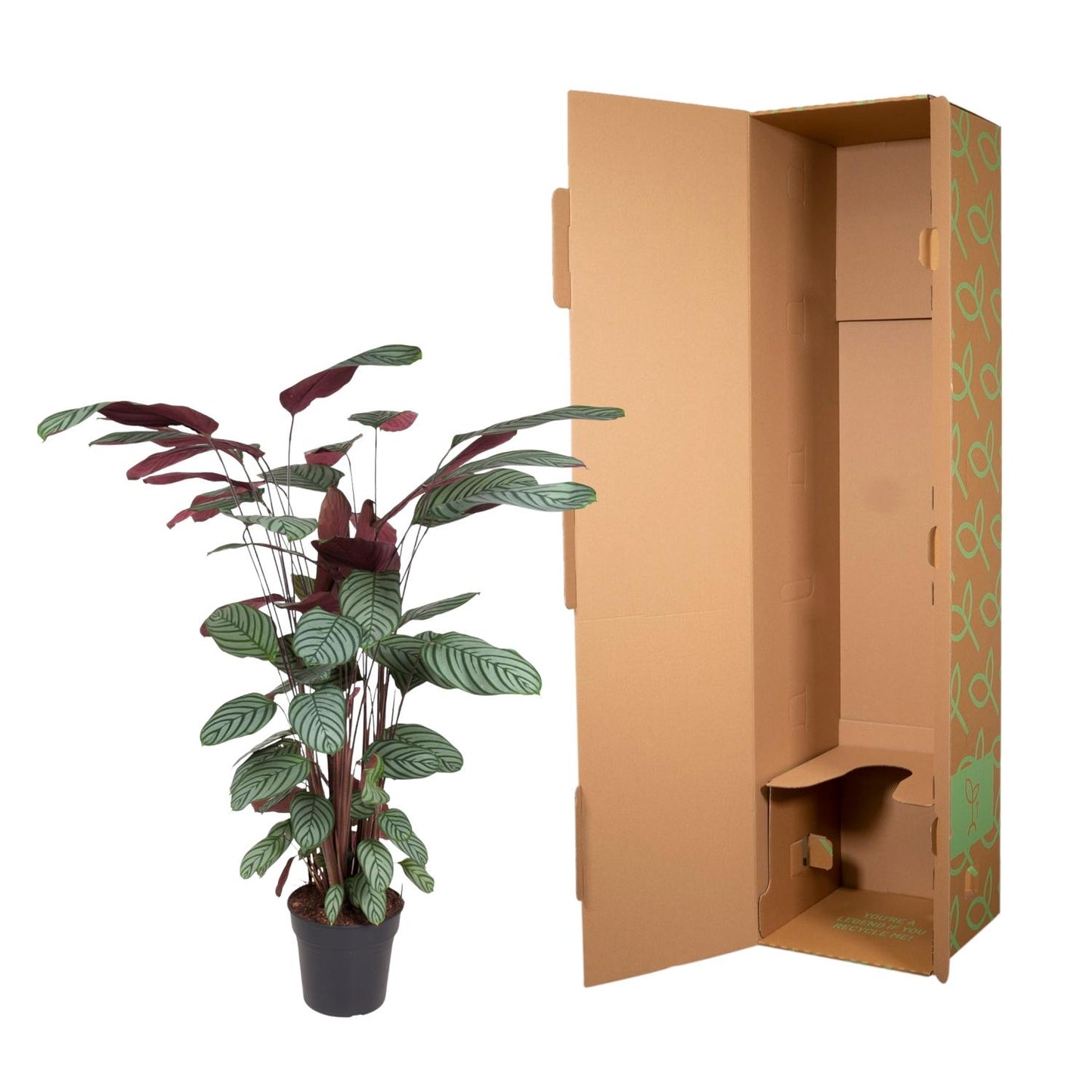 Korbmarante Oppenheimiana – 130 cm dekorative Zimmerpflanze