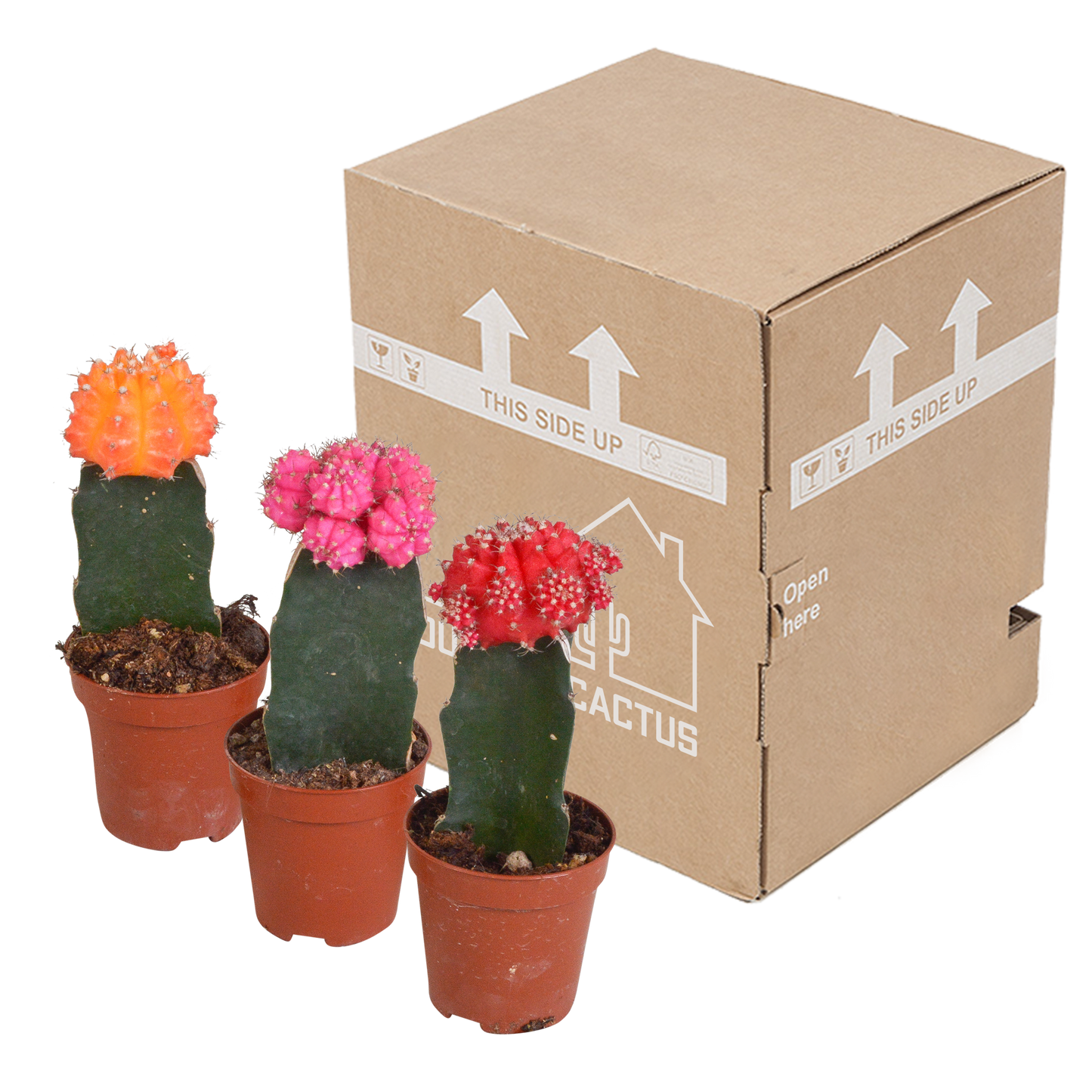 Gymnocalycium Mix 3er Set – Bunte Kakteenveredelung