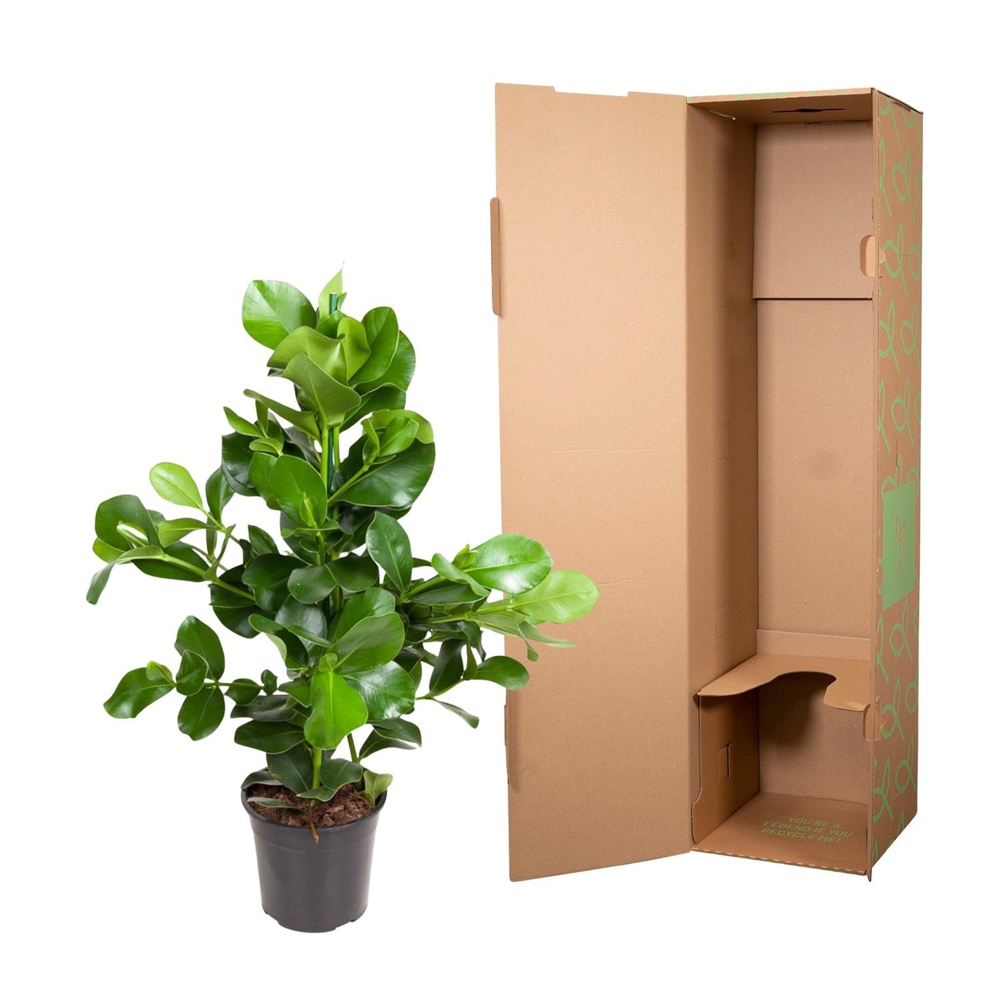 Balsamapfel 110 cm – Pflegeleichte, elegante Zimmerpflanze