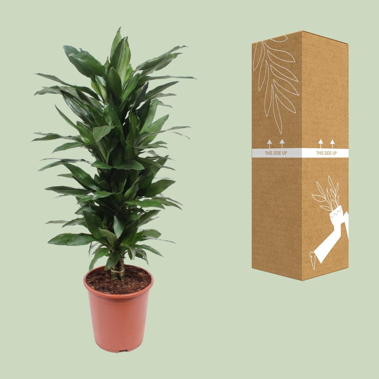 Dracaena Janet Lind - Ø27cm - ↕110cm
