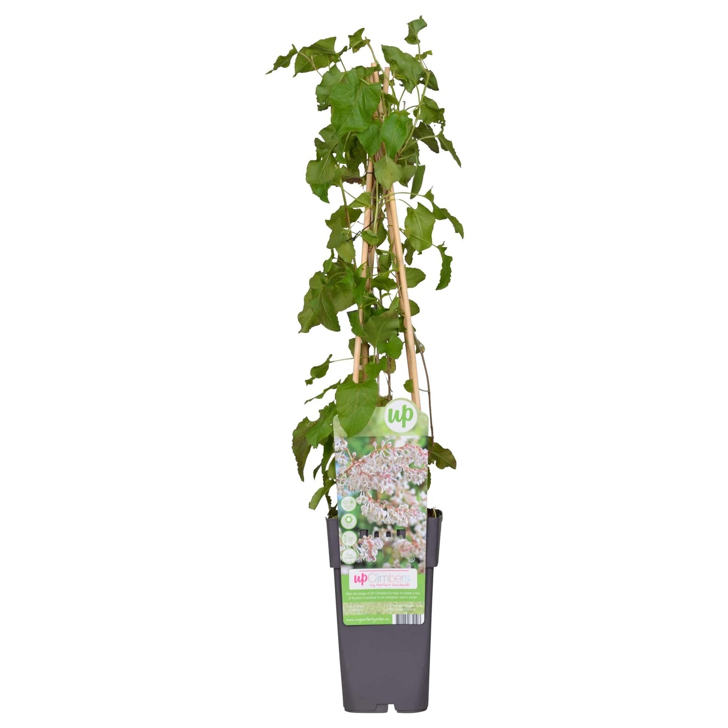 Fallopia baldschuanica - Brautschleier - Ø15cm - ↕65cm