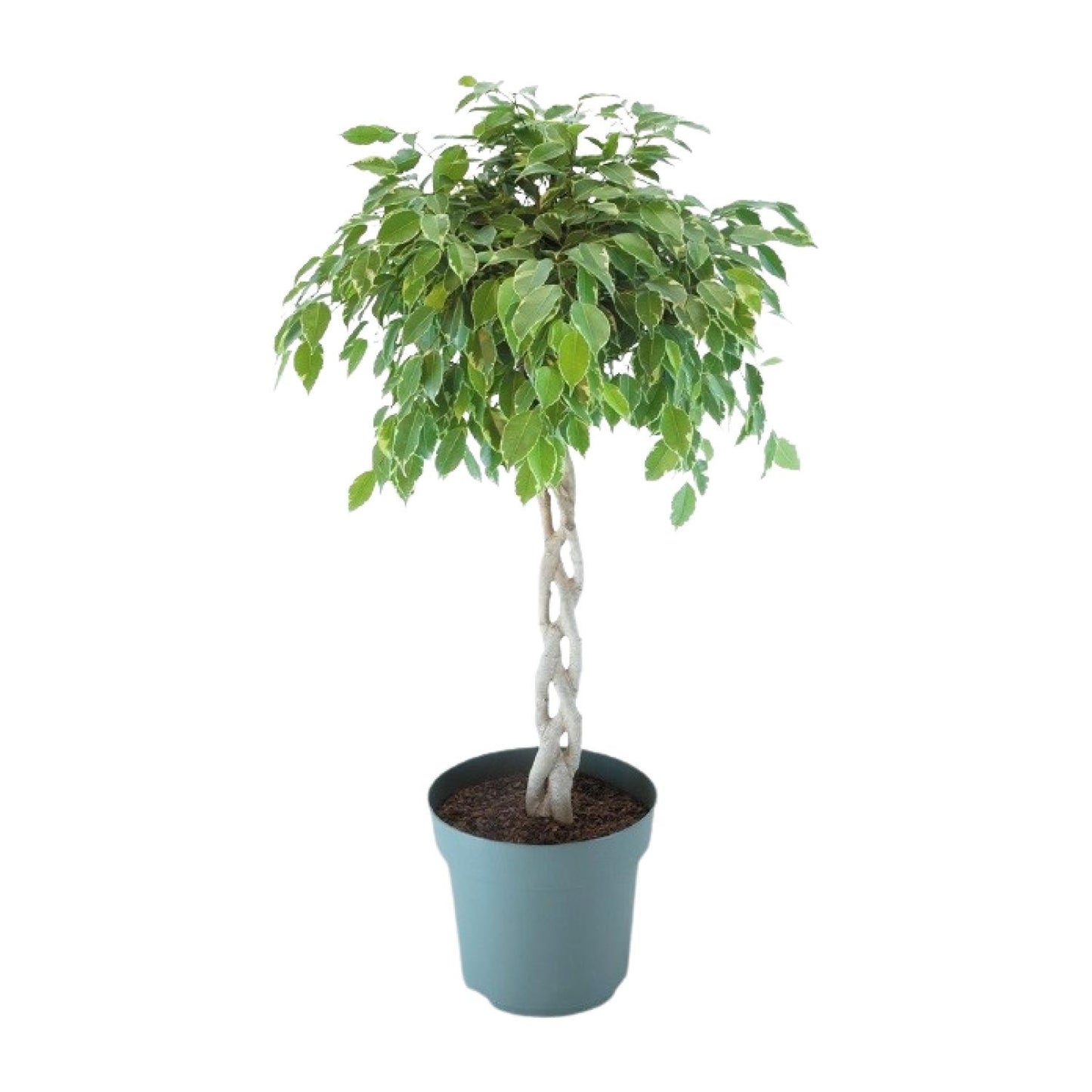 Ficus Safrana / Golden King Gevlochten - Ø27cm - ↕110cm