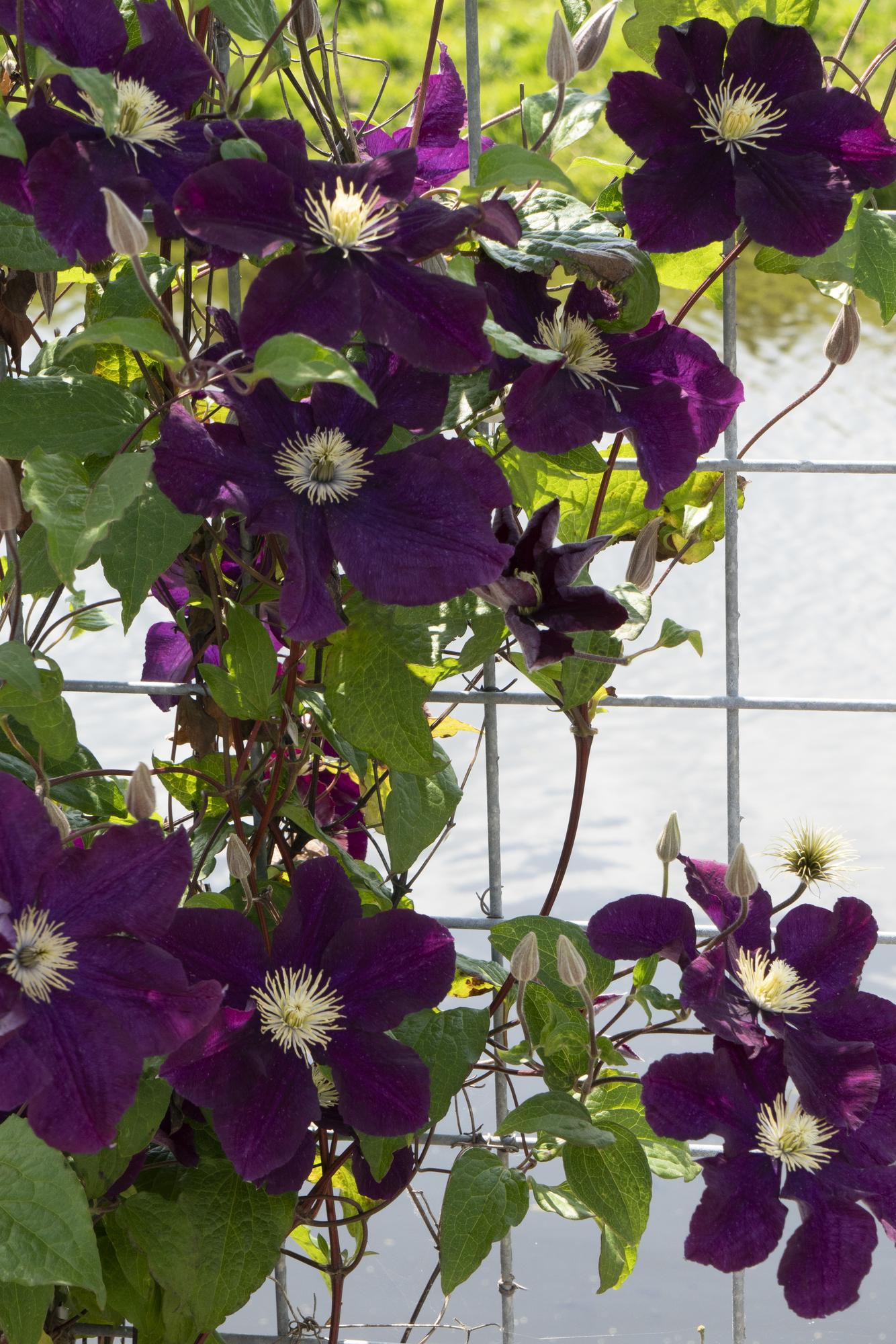 3x - Clematis Warszawska Nike - ↨65cm - Ø15