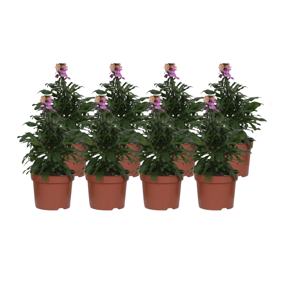 Erysimum 'Purple Glow' - 8 Stücke - Ø12cm - ↕30cm