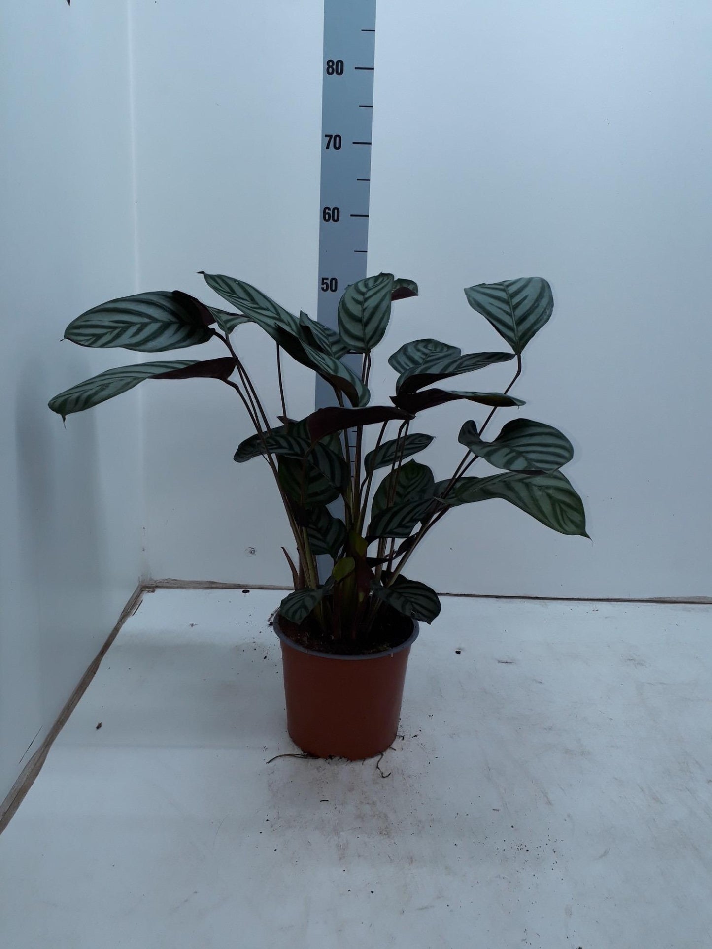 Ctenanthe Setosa Compactstar - Ø17cm - ↕55cm