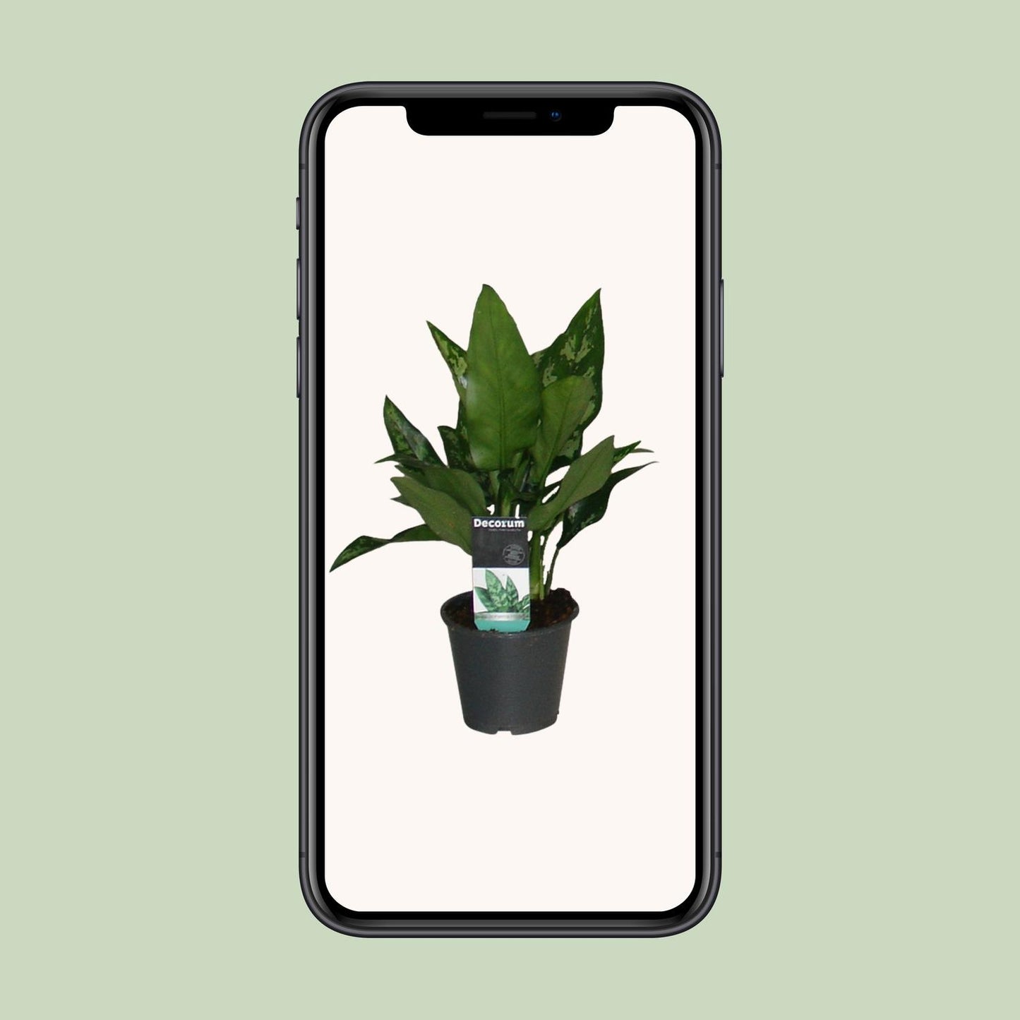 Aglaonema Maria - Ø12cm - ↕50cm