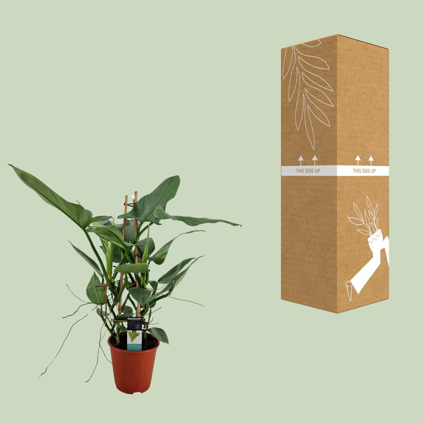 Philodendron Grey - Ø19cm - ↕75cm